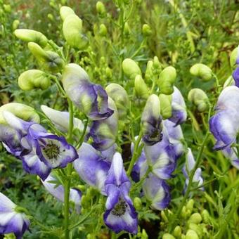 Aconitum x cammarum 'Bicolor'