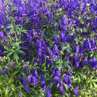 Aconitum henryi 'Spark's Variety'