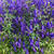 Aconitum henryi 'Spark's Variety'