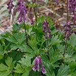 Aconitum 'Purple Sparrow' - 