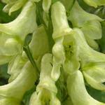 Aconitum lamarckii - Hahnenfussblättriger Eisenhut