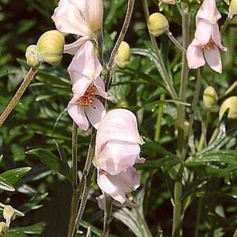 Aconitum napellus 'Rubellum'