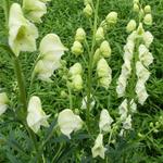 Aconitum napellus 'Schneewittchen' - Aconitum napellus 'Schneewittchen'