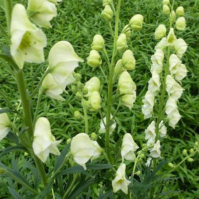 Aconitum napellus 'Schneewittchen'