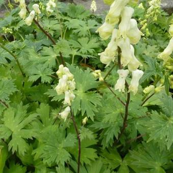 Aconitum septentrionale 'Ivorine'