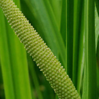 Acorus calamus