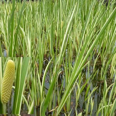 Acorus calamus 'Argenteostriatus'