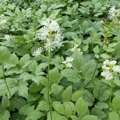 Actaea simplex - cierge d'argent