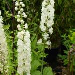 Actaea racemosa - Actée à grappe