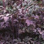 Actaea simplex 'Atropurpurea' - 