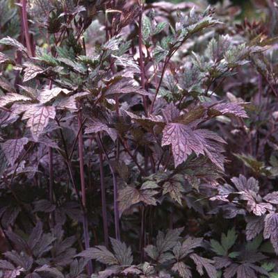 Actaea simplex 'Atropurpurea' - 