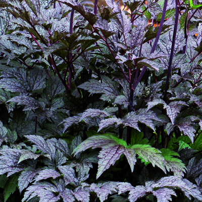 Actaea simplex 'Black Negligee' - Actaea simplex 'Black Negligee'