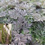 Actaea simplex 'Brunette'