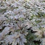 Actaea simplex 'Carbonella' - 