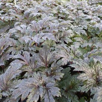 Actaea simplex 'Carbonella'