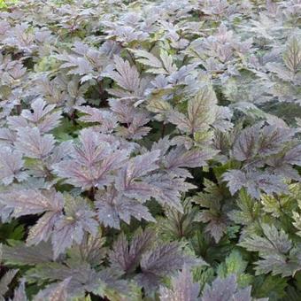 Actaea simplex 'Chocoholic'