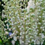 Actaea dahurica - 