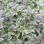 Actaea simplex 'Chocoholic' - 