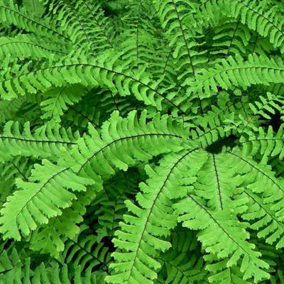 Adiantum pedatum - 