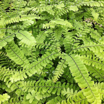 Adiantum pedatum 'Imbricatum'