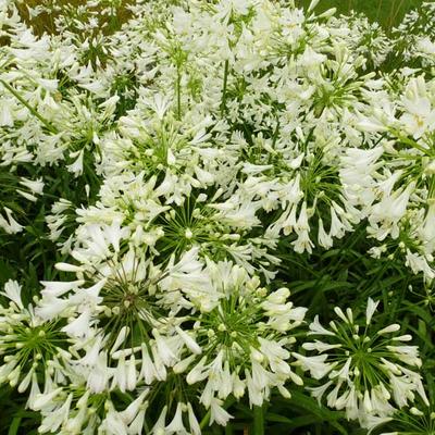 Agapanthus africanus 'Albus' - 