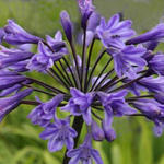 Agapanthus 'Black Buddhist' - 