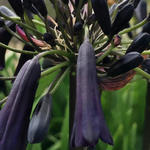 Agapanthus 'Black Magic' - Agapanthus 'Black Magic'