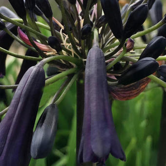 Agapanthus 'Black Magic'