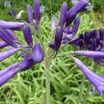 Agapanthus 'Black Pantha' - 