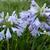 Agapanthus