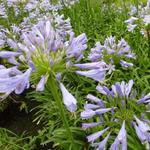 Agapanthus 'Blue Triumphator' - Agapanthus 'Blue Triumphator'