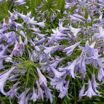 Agapanthus 'Castle of Mey'