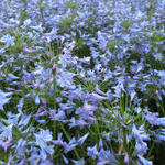 Agapanthus 'Donau' - 