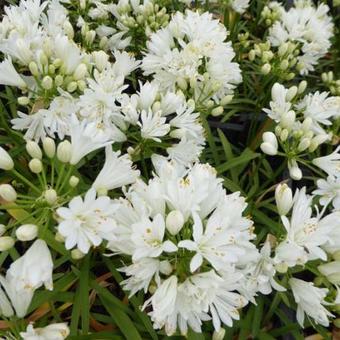 Agapanthus 'Double Diamond'