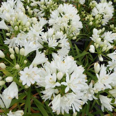 Agapanthus 'Double Diamond' - Agapanthus 'Double Diamond'