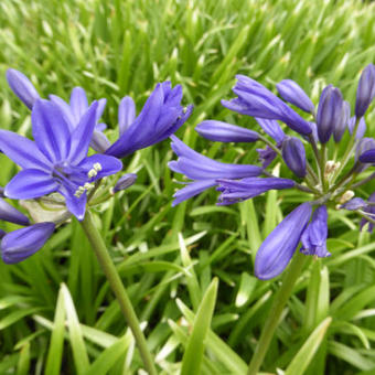 Agapanthus 'Misty Dawn'