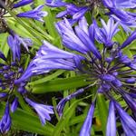 Agapanthus  'Navy Blue' - Agapanthus 'Navy Blue'