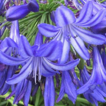 Agapanthus 'Northern Star'