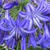 Agapanthus 'Northern Star'