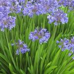 Agapanthus africanus 'Peter Pan' - 