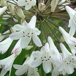 Agapanthus 'Polar Ice'