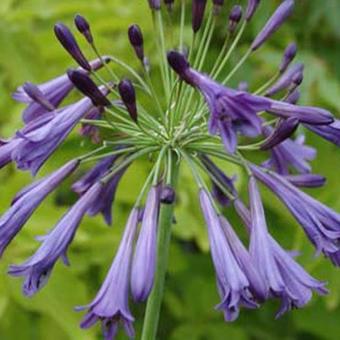 Agapanthus 'Purple Cloud'