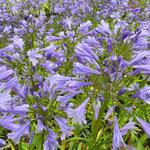 Agapanthus 'Tornado' - 