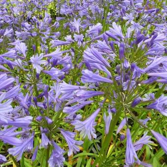 Agapanthus 'Tornado'