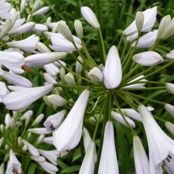 Agapanthus 'Windsor Grey'