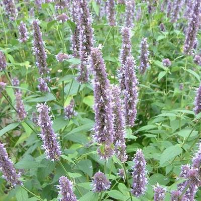 Agastache foeniculum - hysope anisée