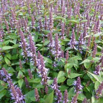 Agastache rugosa 'After Eight'