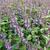 Agastache rugosa 'After Eight'