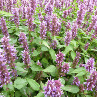 Agastache rugosa 'Beelicious Purple'