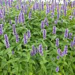 Agastache foeniculum 'Black Adder' - Agastache 'Blackadder'